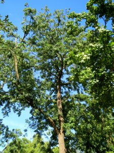 20130817Fraxinus_excelsior_Speyer2
