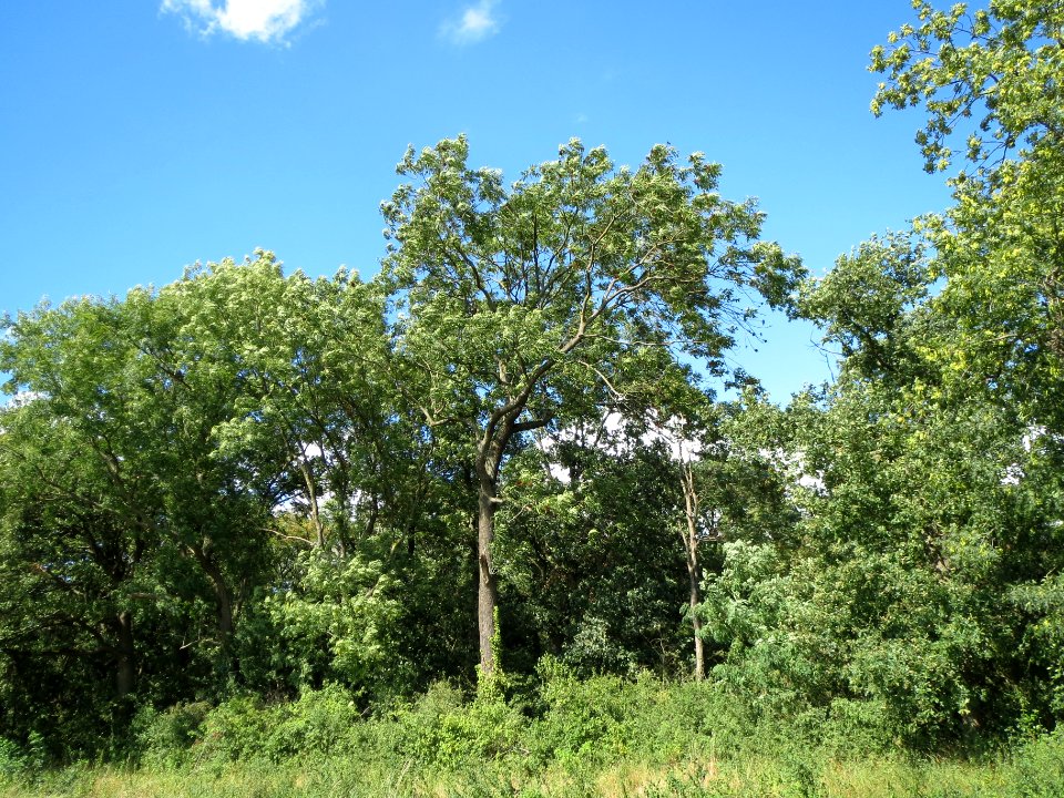 20130819Fraxinus_excelsior