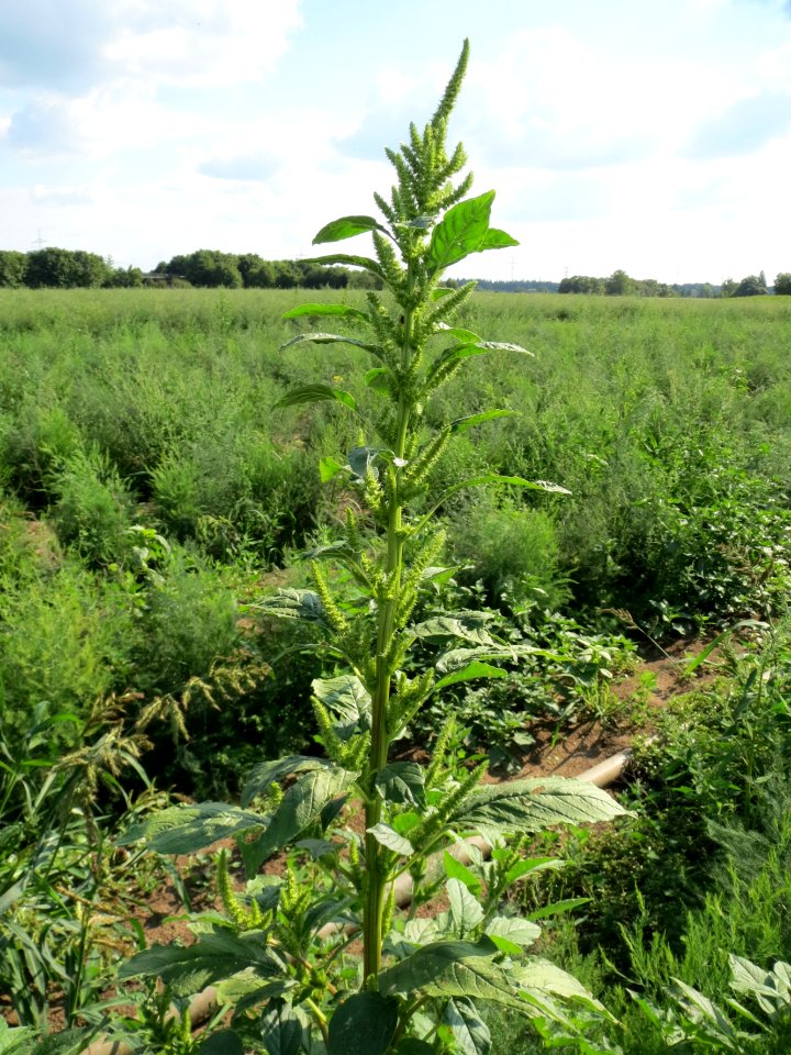 20130820Amaranthus_retroflexus2
