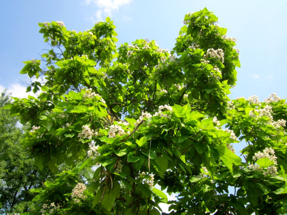 20130713Trompetenbaum_Hockenheim4