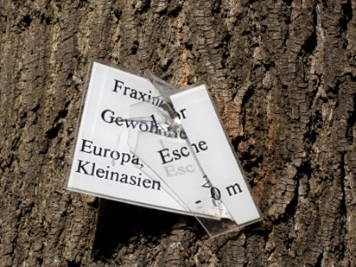 20130817Fraxinus_excelsior_Speyer4