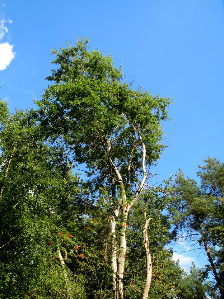 20130820Betula_pendula3