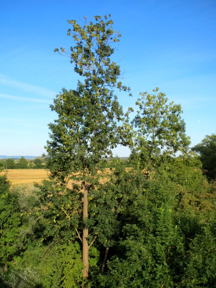 20130817Fraxinus_excelsior1