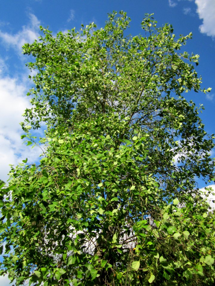 20130731Tulpenbaum_Speyer2