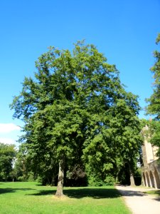 20130817Hainbuche_Speyer3