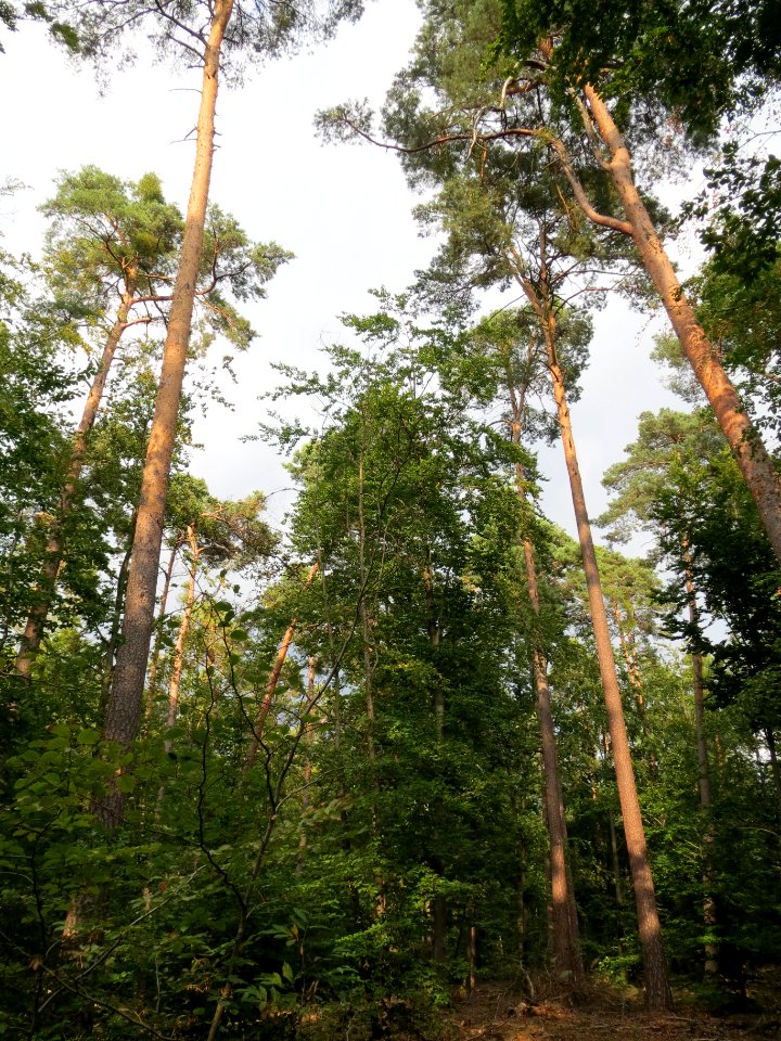 20130820Fagus_sylvativa3