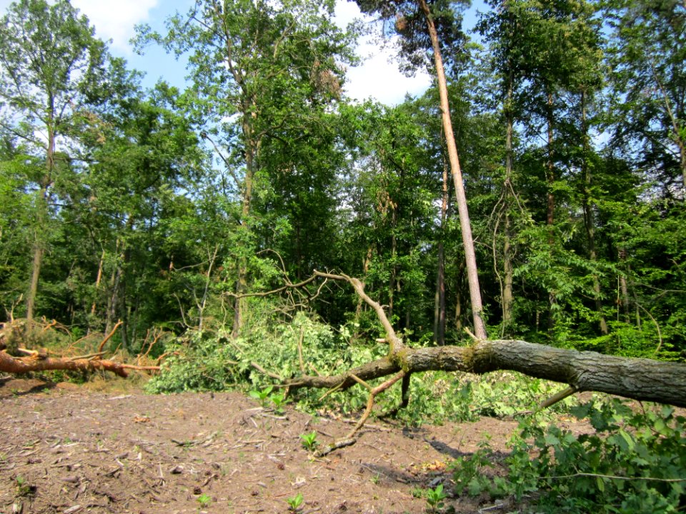 20130713Windbruch_Schwetzinger_Hardt08
