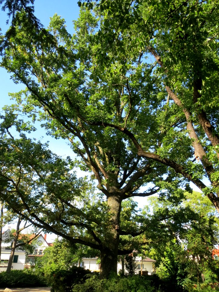 20130817Quercus_robur