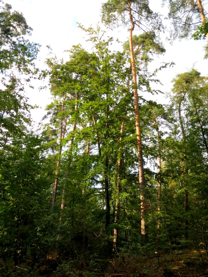 20130820Fagus_sylvativa2