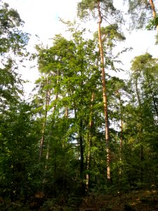20130820Fagus_sylvativa2