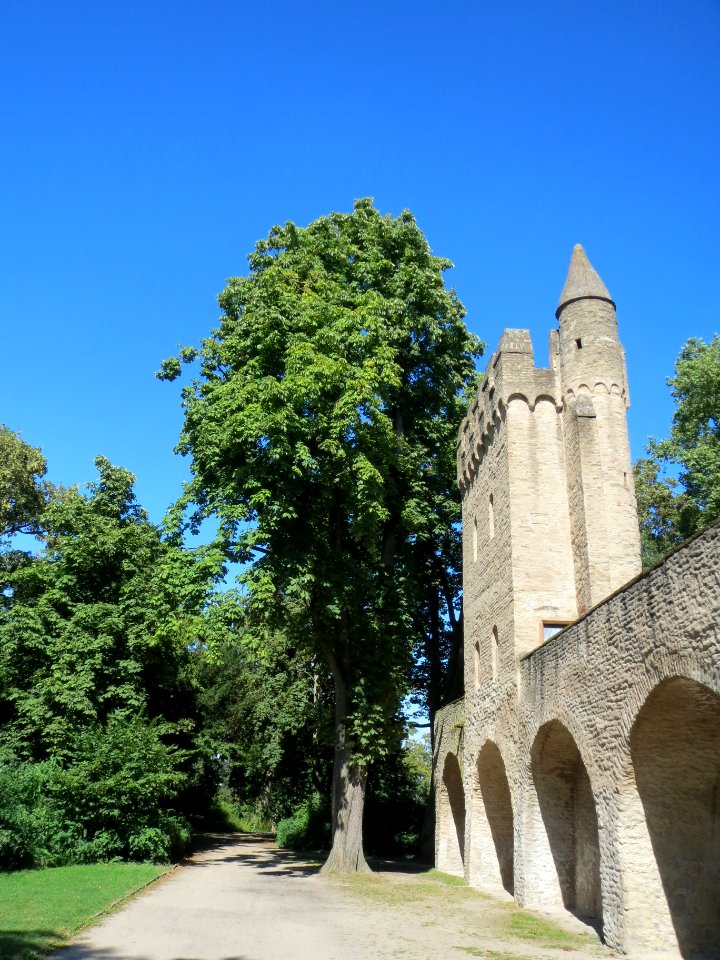 20130817Rosskastanie_Speyer1