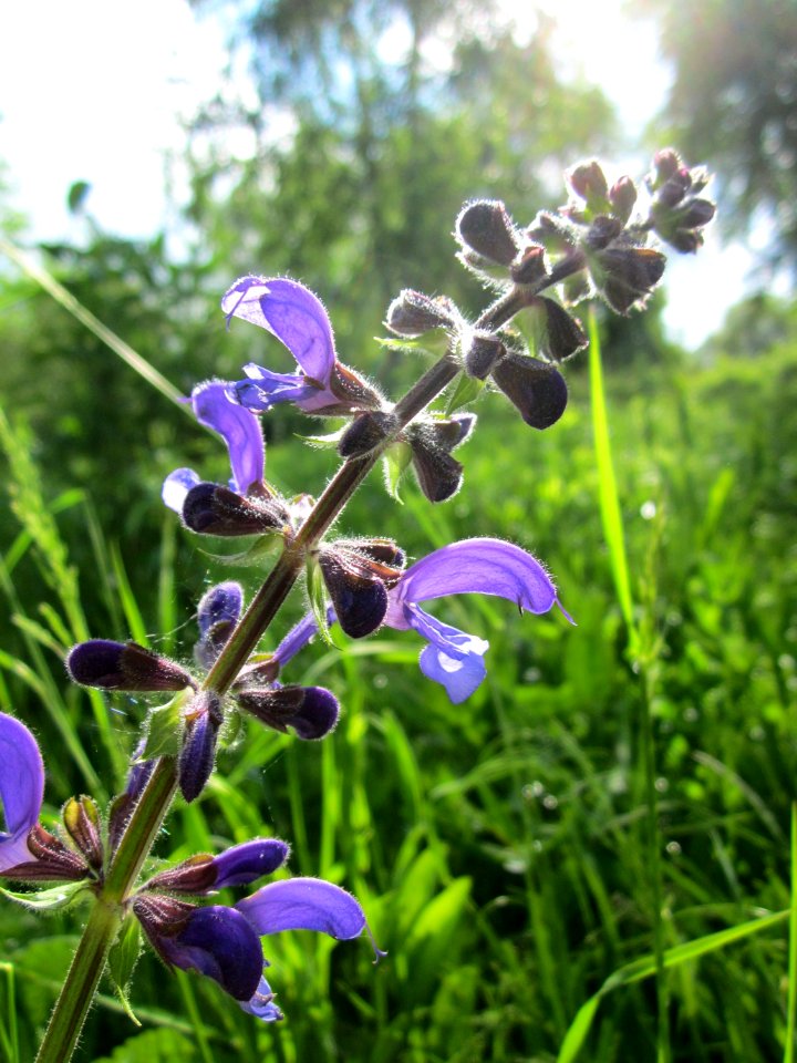 20130525Salvia_pratensis5