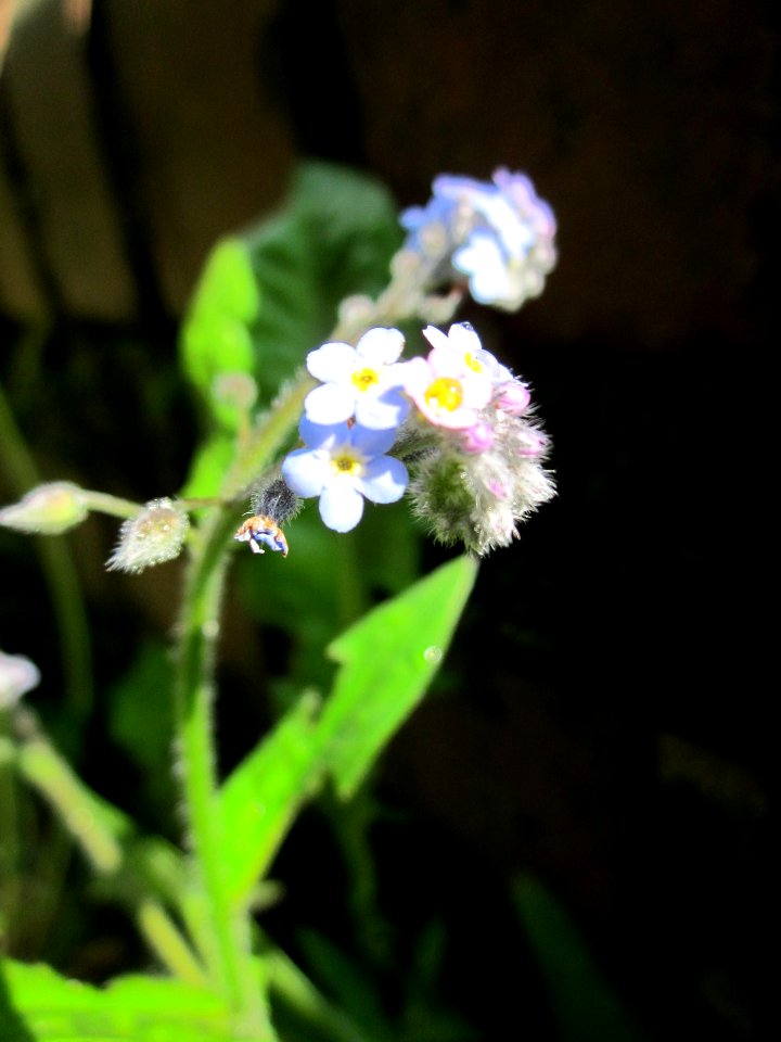 20130525Myosotis_arvensis