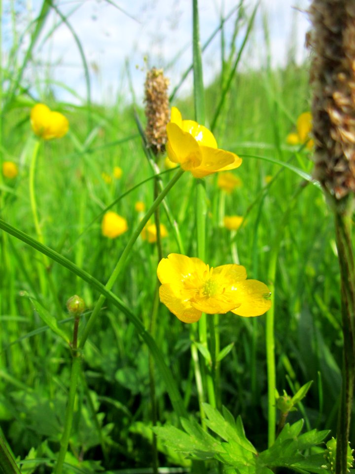 20130525Ranunculus_acris
