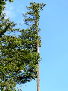 20130821Douglasie07