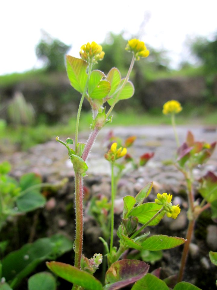 20130525Medicago_lupulina