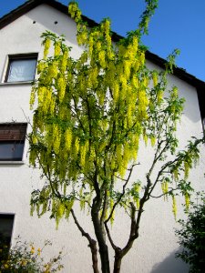 20130514Goldregen_Hockenheim4