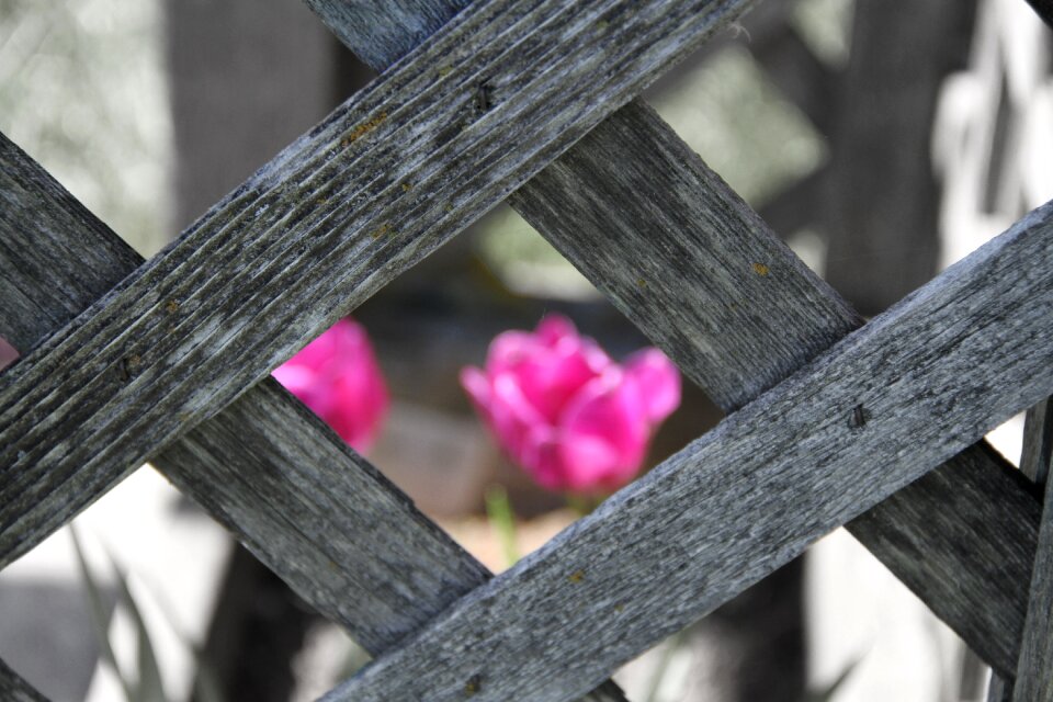 Flower floral pink