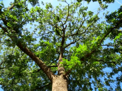 20130817Fraxinus_excelsior_Speyer3