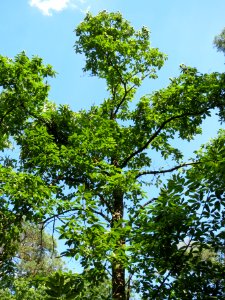 20130821Castanea_sativa9