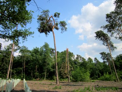 20130713Windbruch_Schwetzinger_Hardt01
