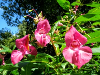 20130819Impatiens_glandulifera3