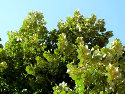 20130820Tilia_tomentosa3 photo