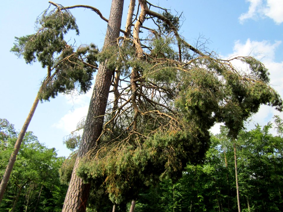 20130713Windbruch_Schwetzinger_Hardt04