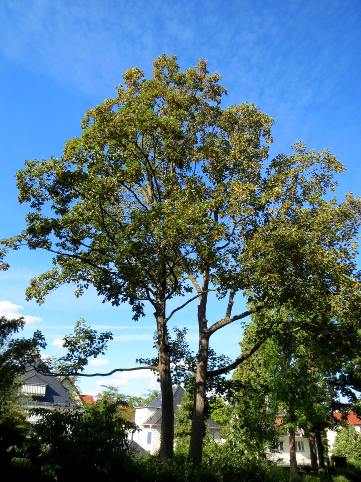 20130817Fraxinus_excelsior_Speyer1