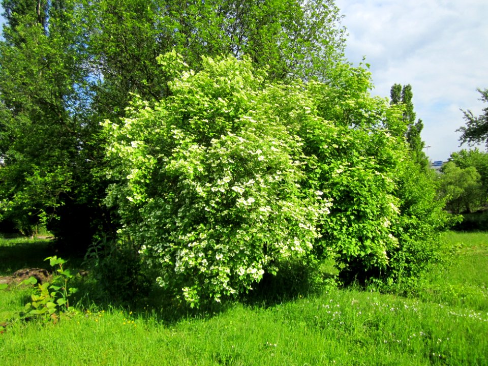 20130525Viburnum_opulus1