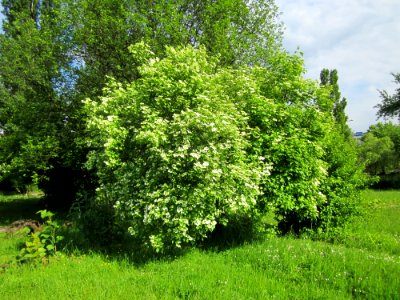 20130525Viburnum_opulus1