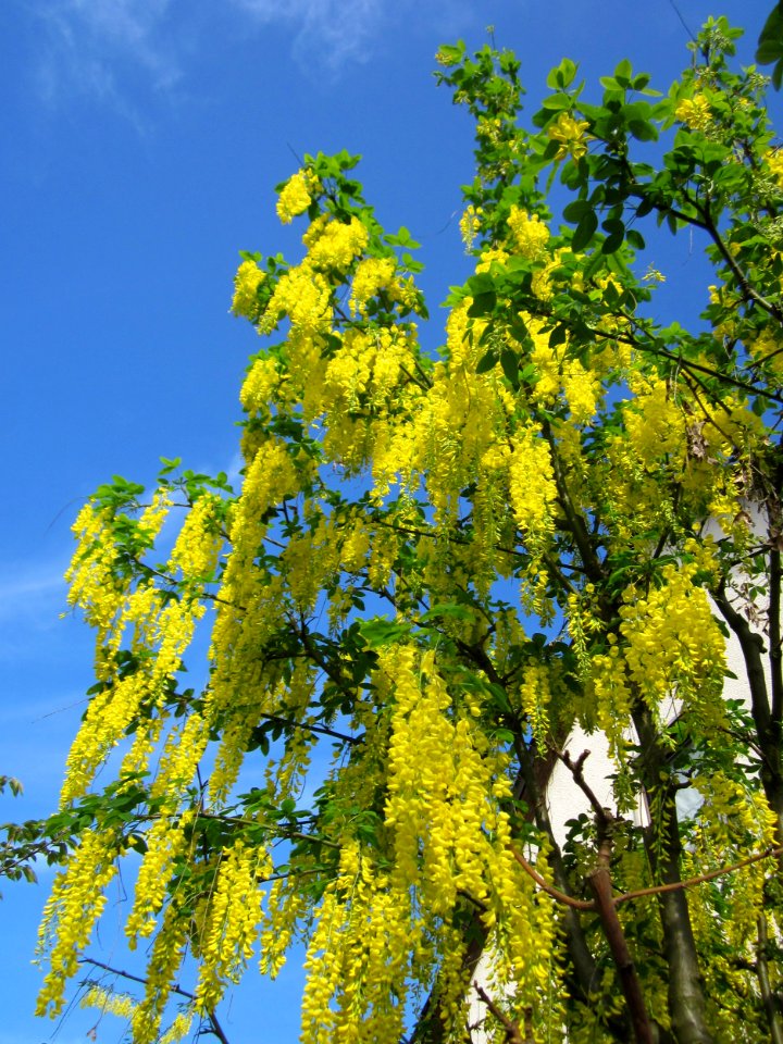 20130514Goldregen_Hockenheim5