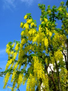 20130514Goldregen_Hockenheim5