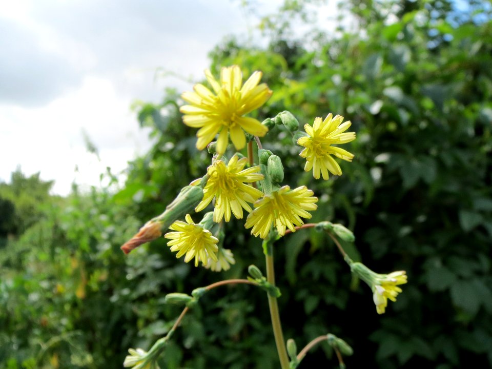20130819Stachel-Lattich_Hockenheim13