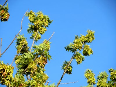 20130817Fraxinus_excelsior5
