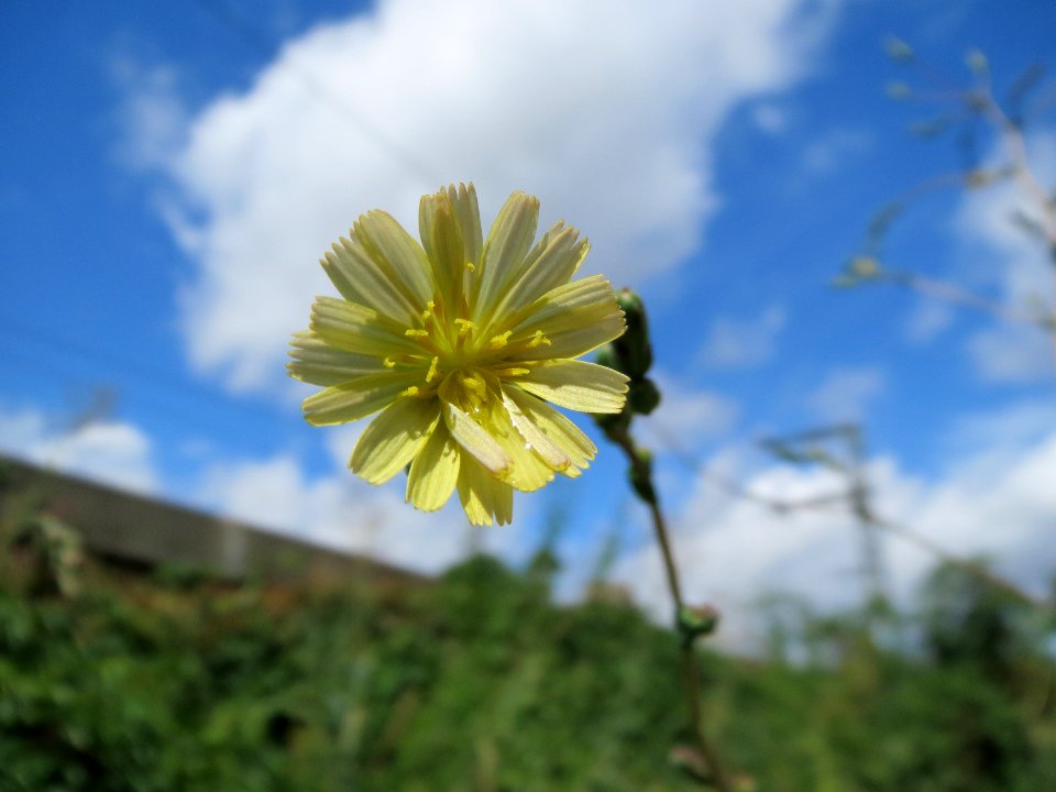 20130819Stachel-Lattich_Hockenheim08