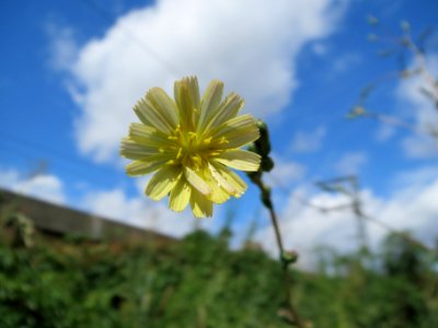 20130819Stachel-Lattich_Hockenheim08
