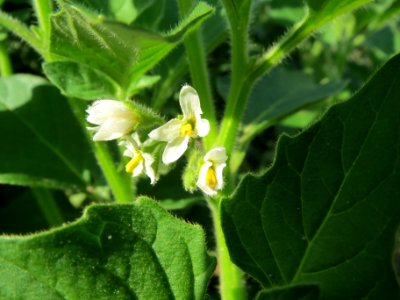 20130820Solanum_nigrum3