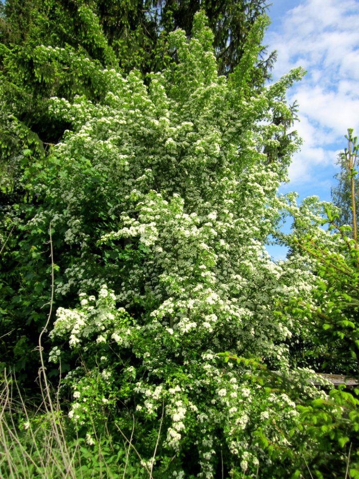 20130527Weissdorn_Bruchmuehlbach-Miesau3