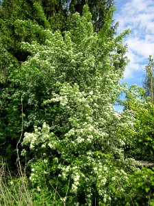 20130527Weissdorn_Bruchmuehlbach-Miesau3