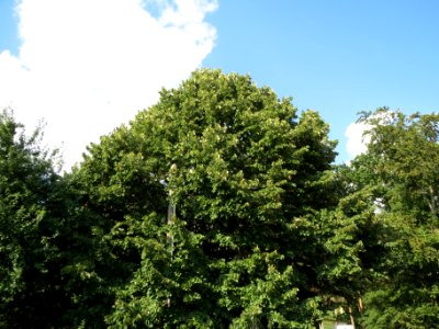 20130820Tilia_tomentosa2 photo