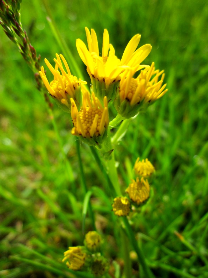 20130525Jacobaea_vulgaris