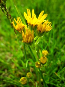 20130525Jacobaea_vulgaris