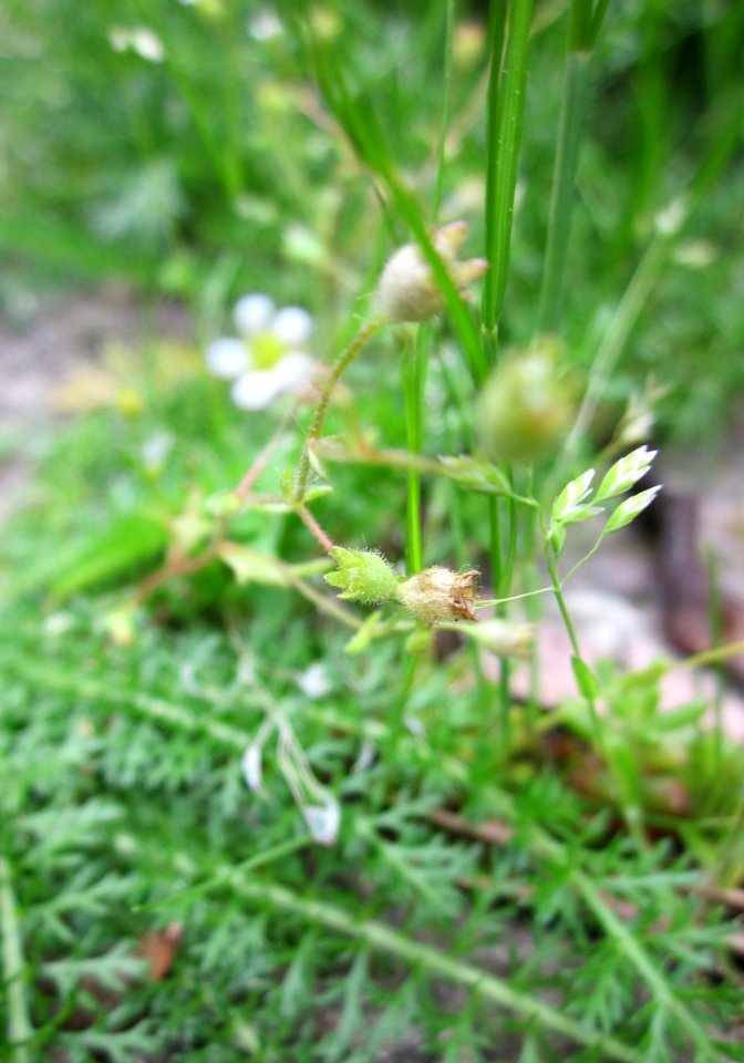 20130525Saxifraga_tridactylites