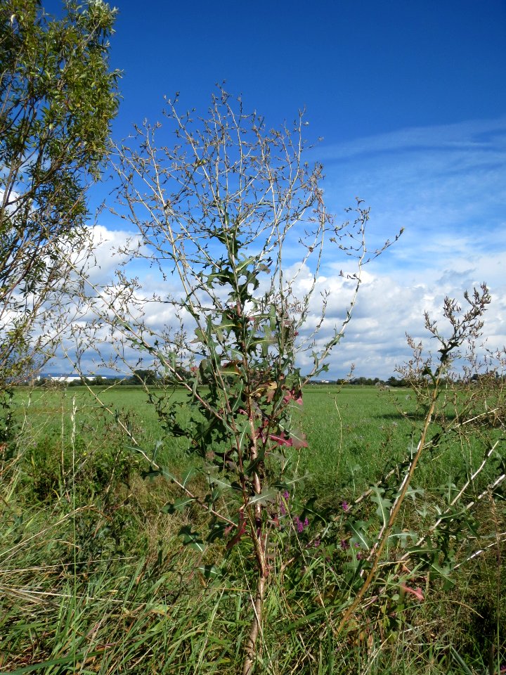 20130819Stachel-Lattich1