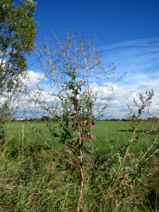 20130819Stachel-Lattich1