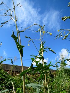 20130819Stachel-Lattich_Hockenheim02