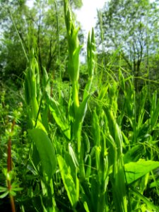 20130525Lathyrus_latifolius3