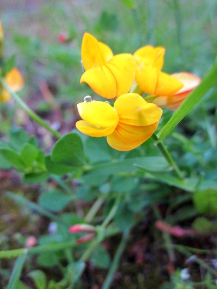 20130525Lotus_corniculatus