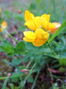 20130525Lotus_corniculatus